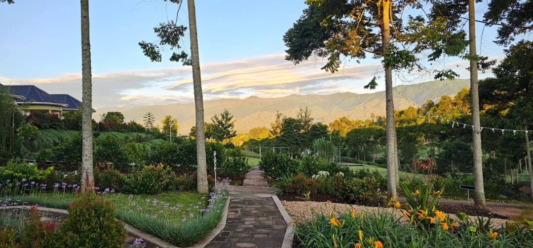 A garden path in golden evening light between flower beds